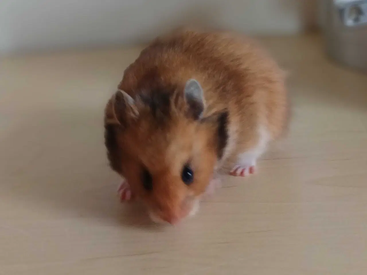 Billede 7 - Guldhamster unger