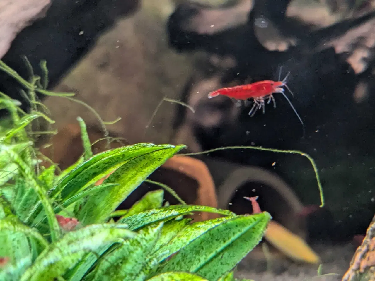 Billede 5 - Neocaridina Davidii, Fire Red rejer.