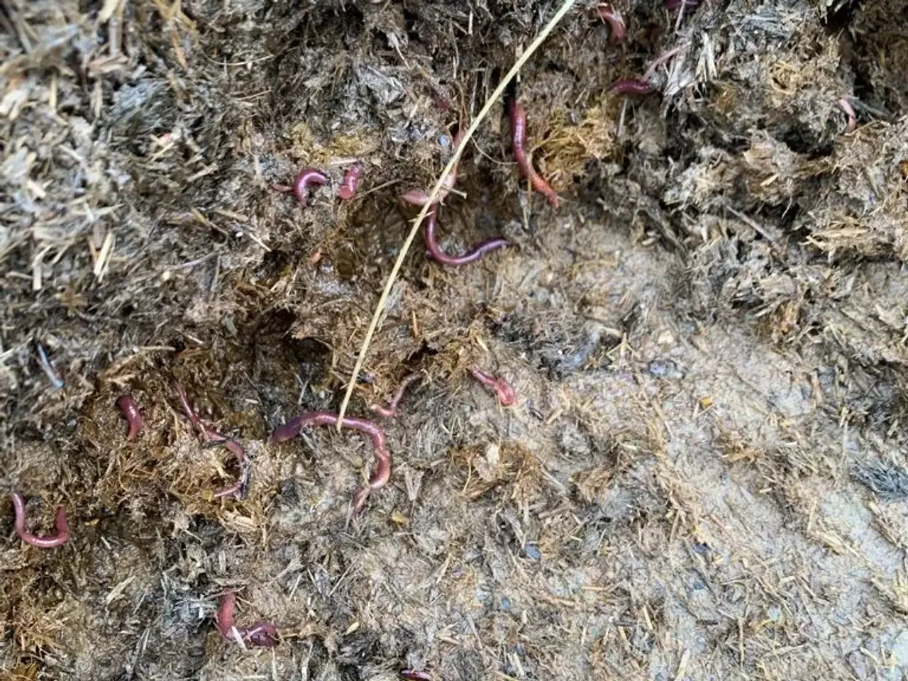 Billede 1 - Økologiske Kompost orm