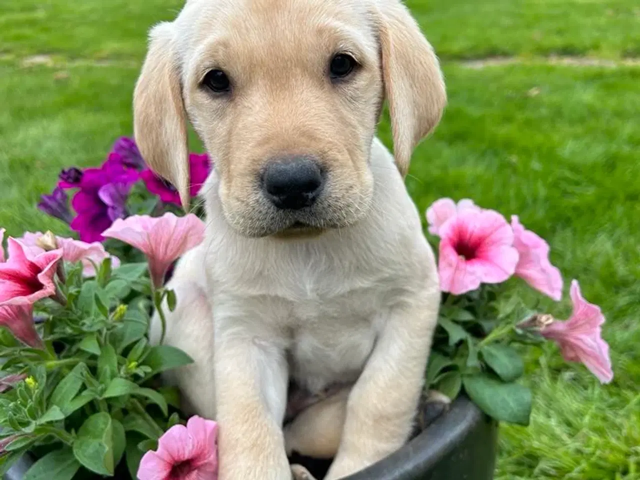 Billede 2 - Racerene RED FOX labrador af bedste familliehunde 