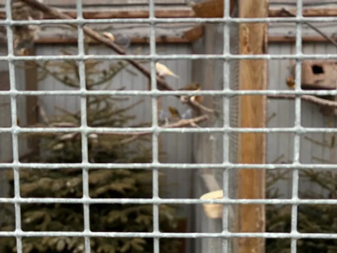 Billede 1 - Diamant duer i ude voliere