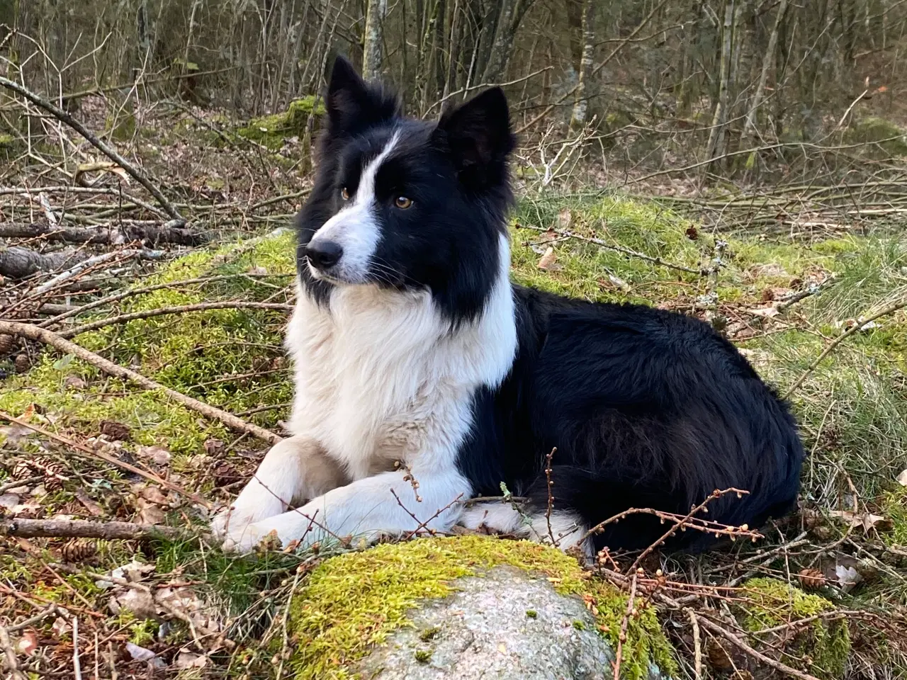 Billede 4 - border collie dreng