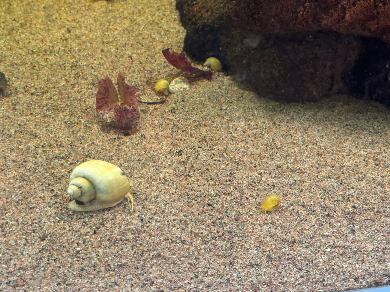 Billede 2 - Fine mysteriesnegle - søger nyt hjem