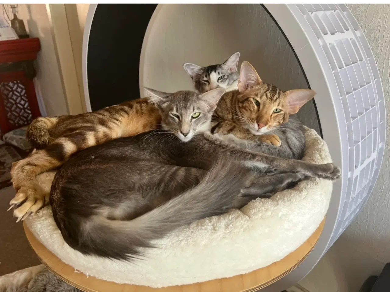 Billede 2 - Orientaler/ balineser 