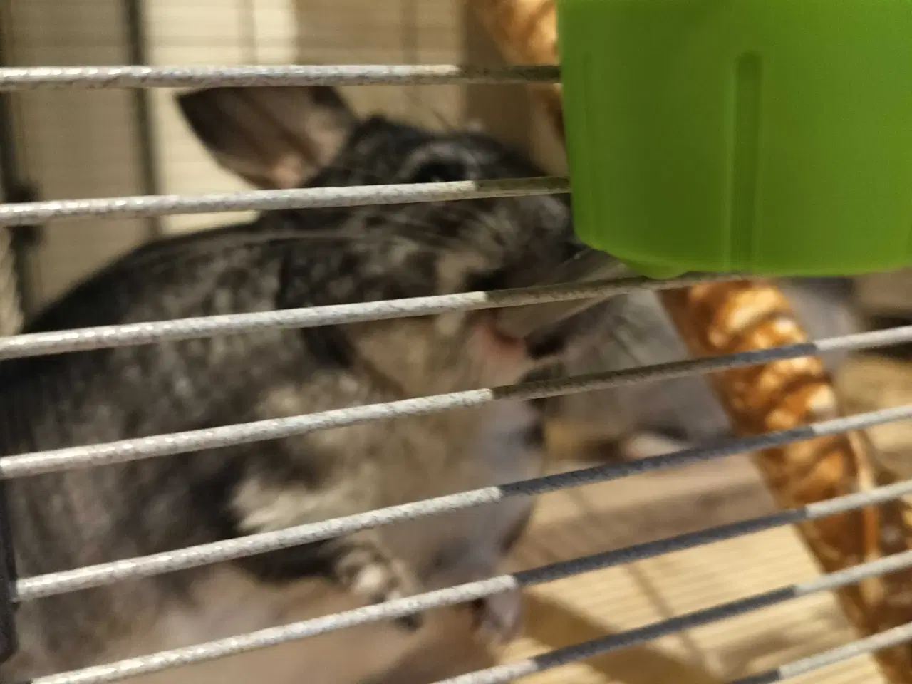 Billede 3 - Chinchilla drenge 