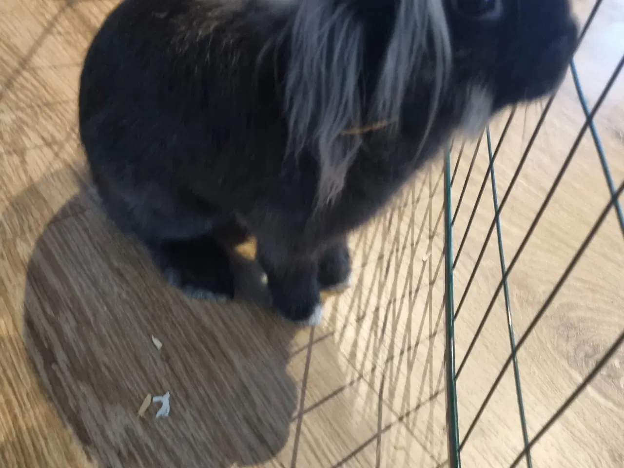 Billede 3 - Kanin søger nyt hjem