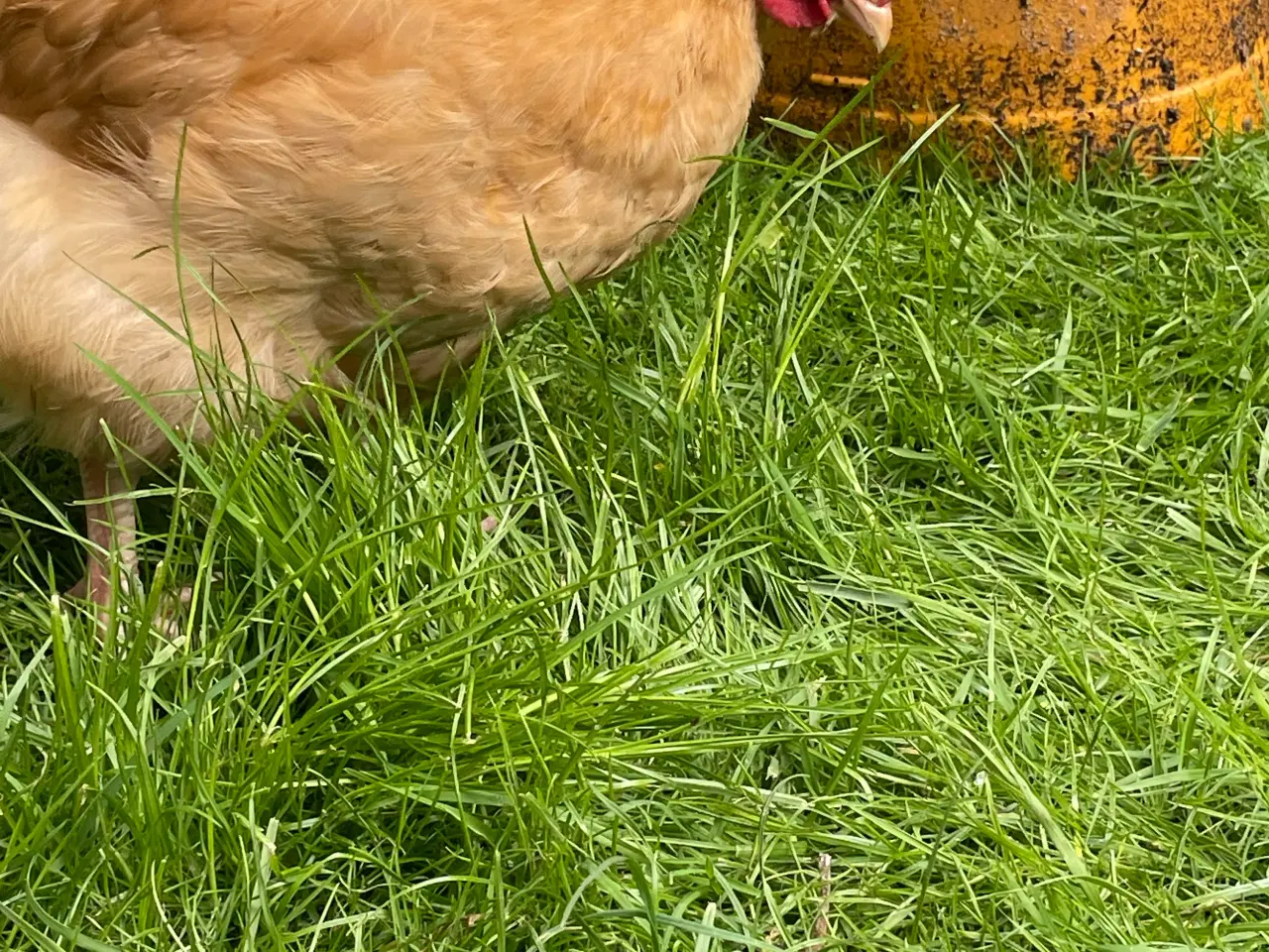 Billede 1 - Stor Orpington købes