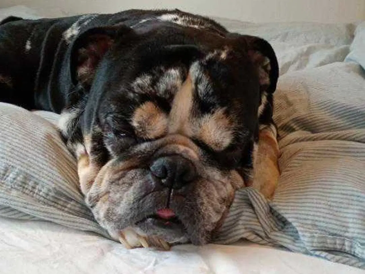 Billede 1 - Engelsk bulldog 
