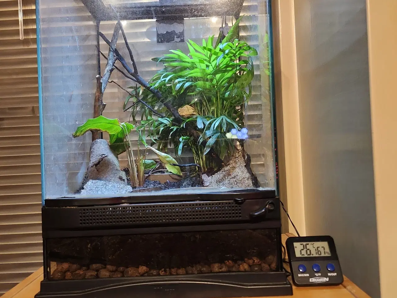 Billede 7 - Kronegekko pige på 2 og en på 2 månederen den 3/9