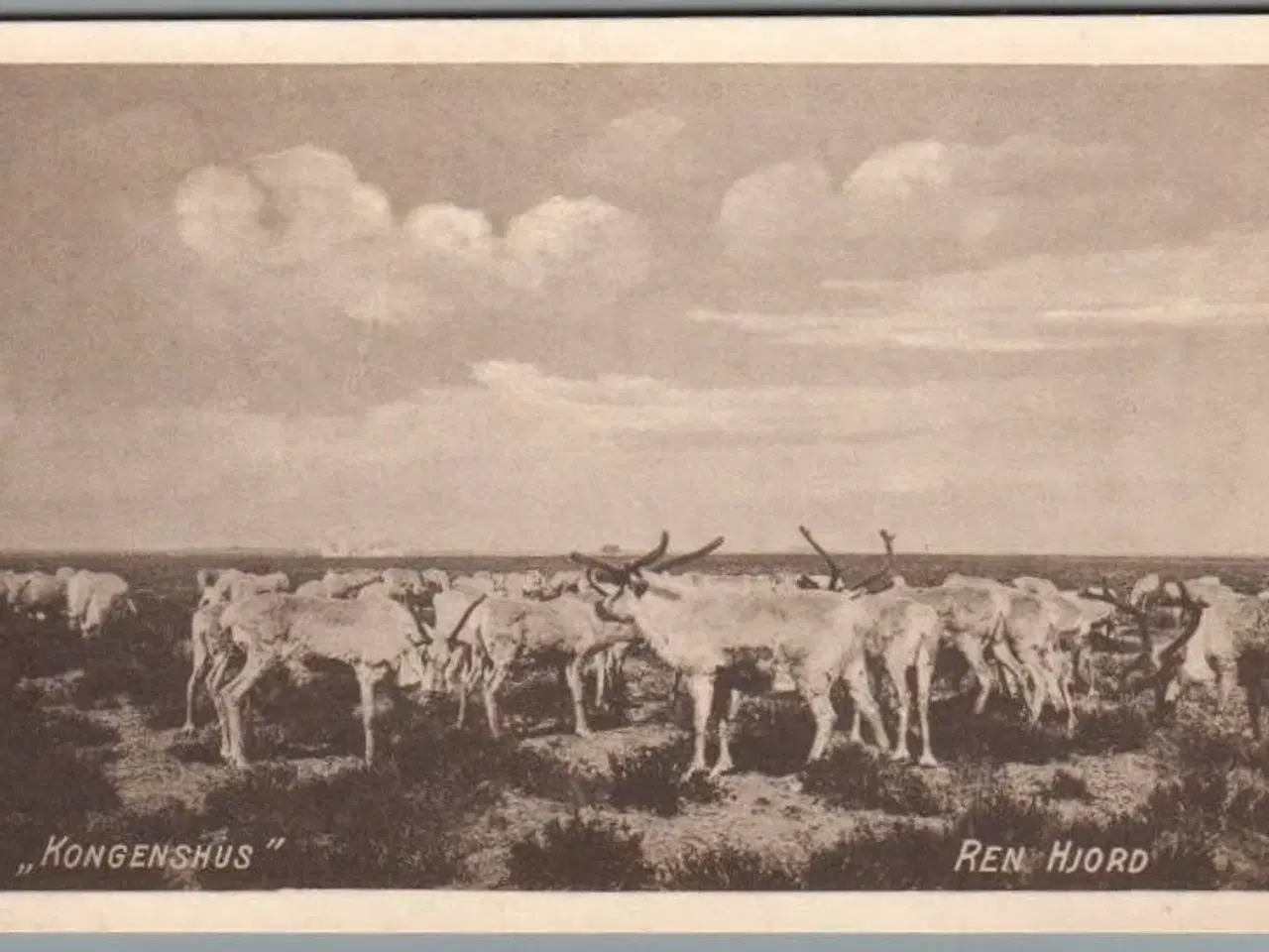 Billede 1 - Kongenshus - Ren Hjord - Postkort - Ubrugt