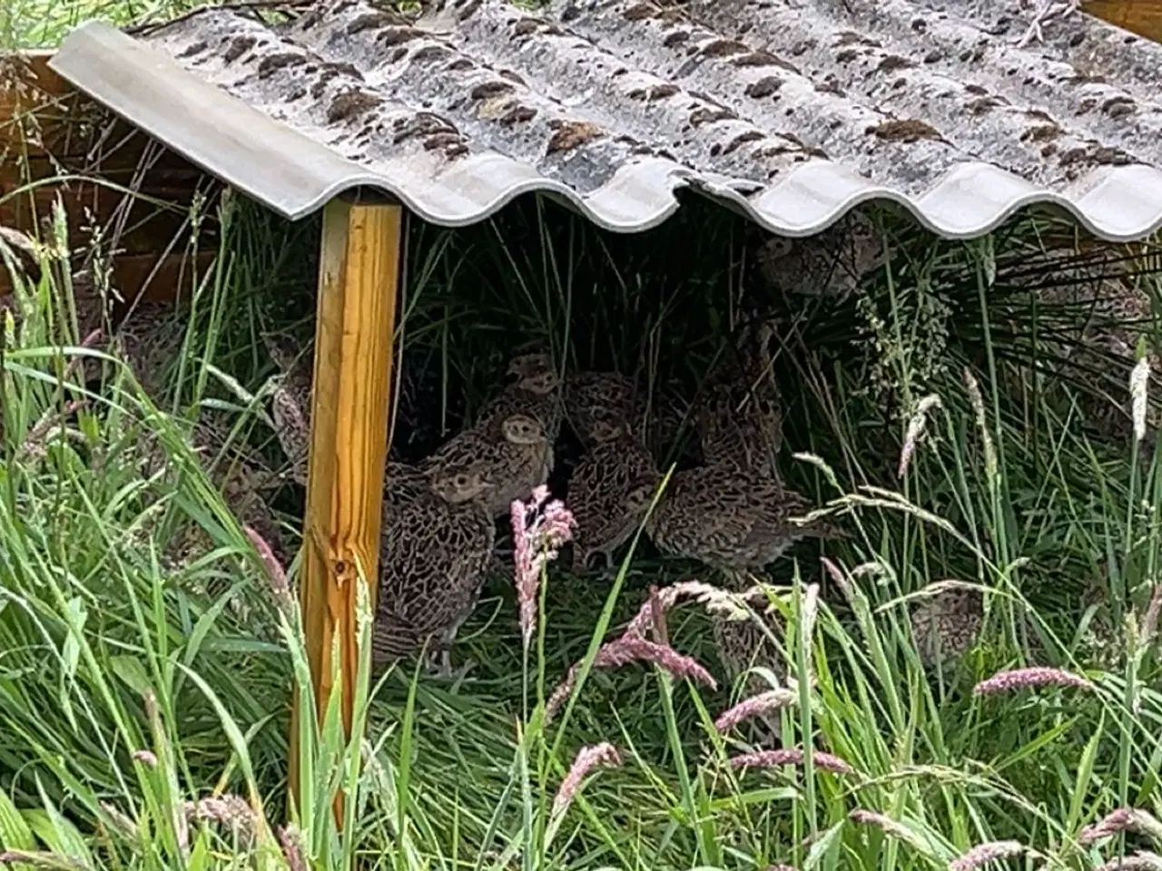 Billede 1 - Fasaner 6uger klar fra uge 24 til uge 35