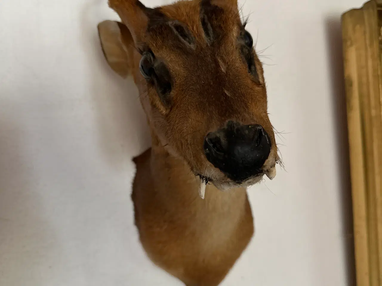 Billede 3 - Muntjac + CWD
