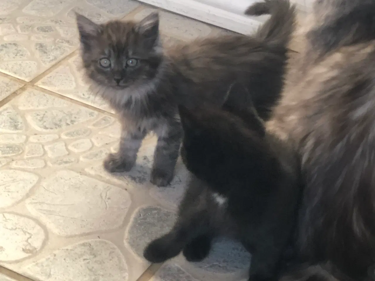 Billede 5 - Virkelige pjusket halv main coon killinger