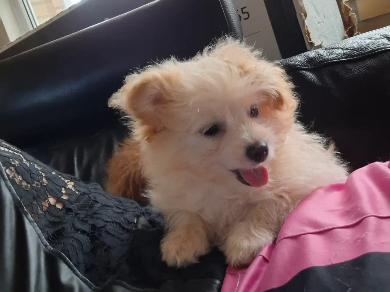 Billede 12 - Pompoo hvalpe 1 drenge klar nu