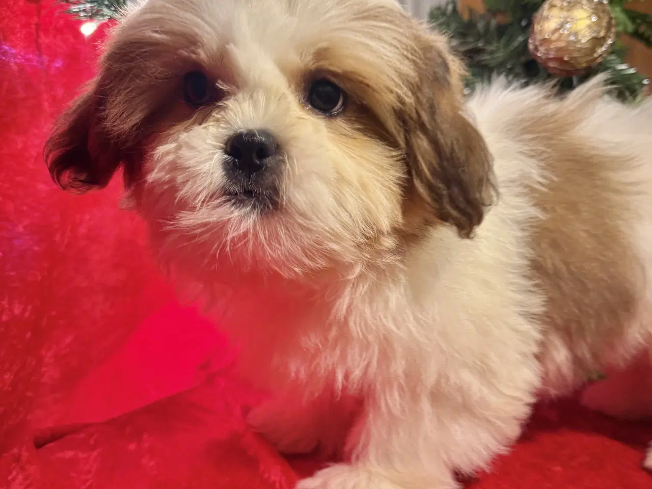 Billede 4 - Shih tzu-mor/ Coton de Tulear-far