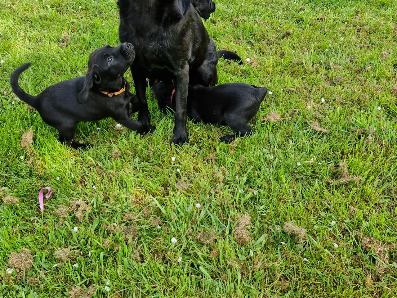 Billede 4 - Springer/Labrador blanding hvalpe 