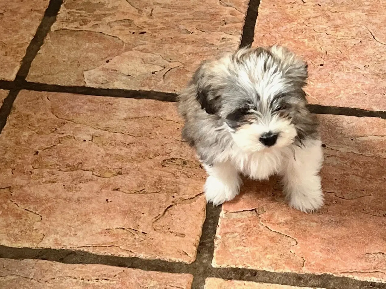 Billede 2 - Skønneste og gladeste tævehvlap