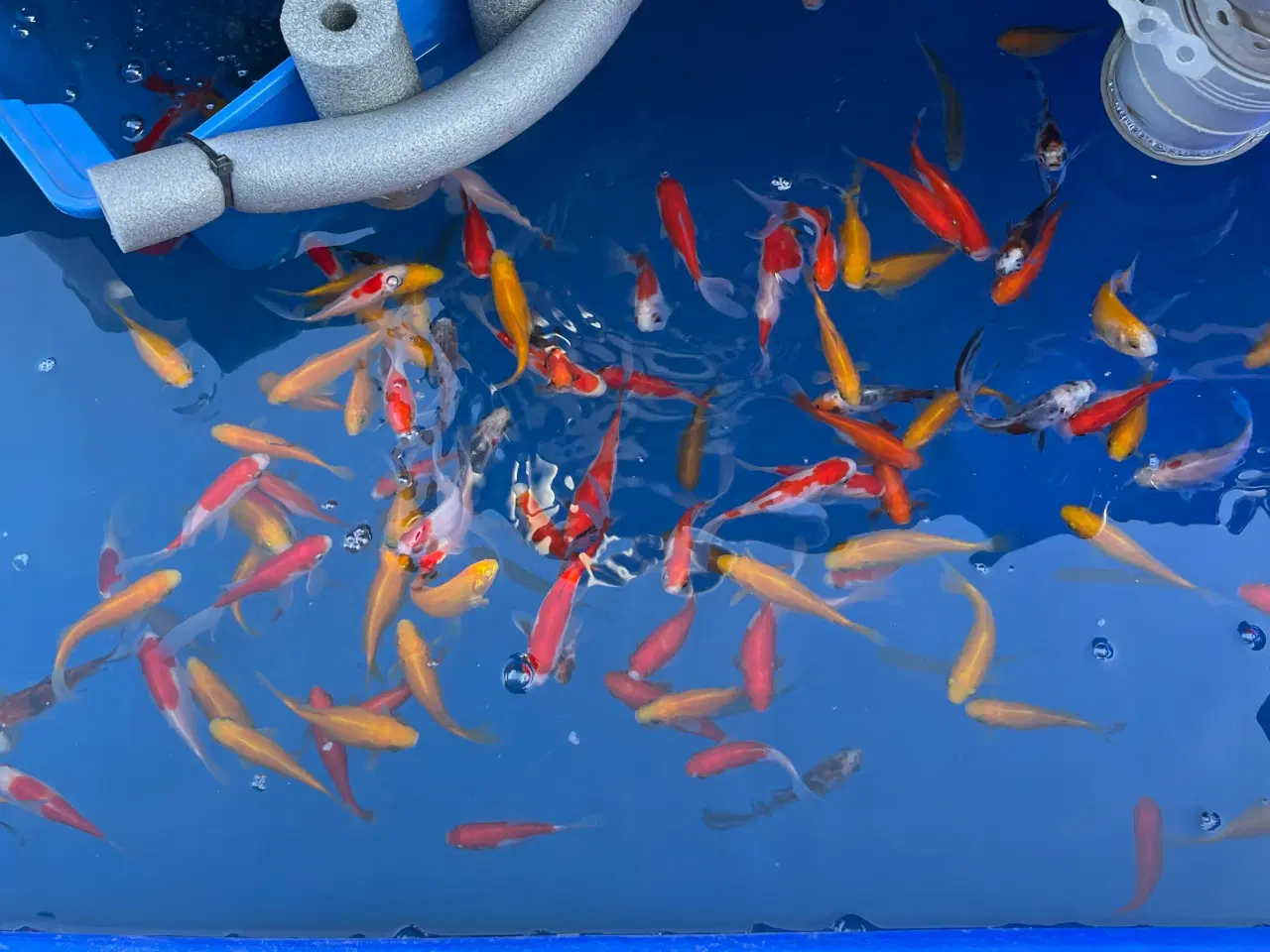 Billede 2 - Blandet havedams fisk