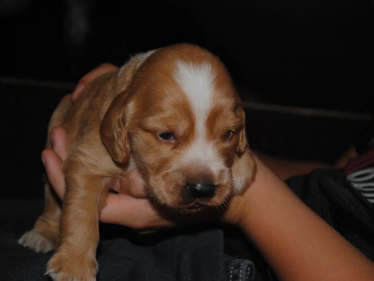 Billede 9 - Cocker Spaniel hvalpe