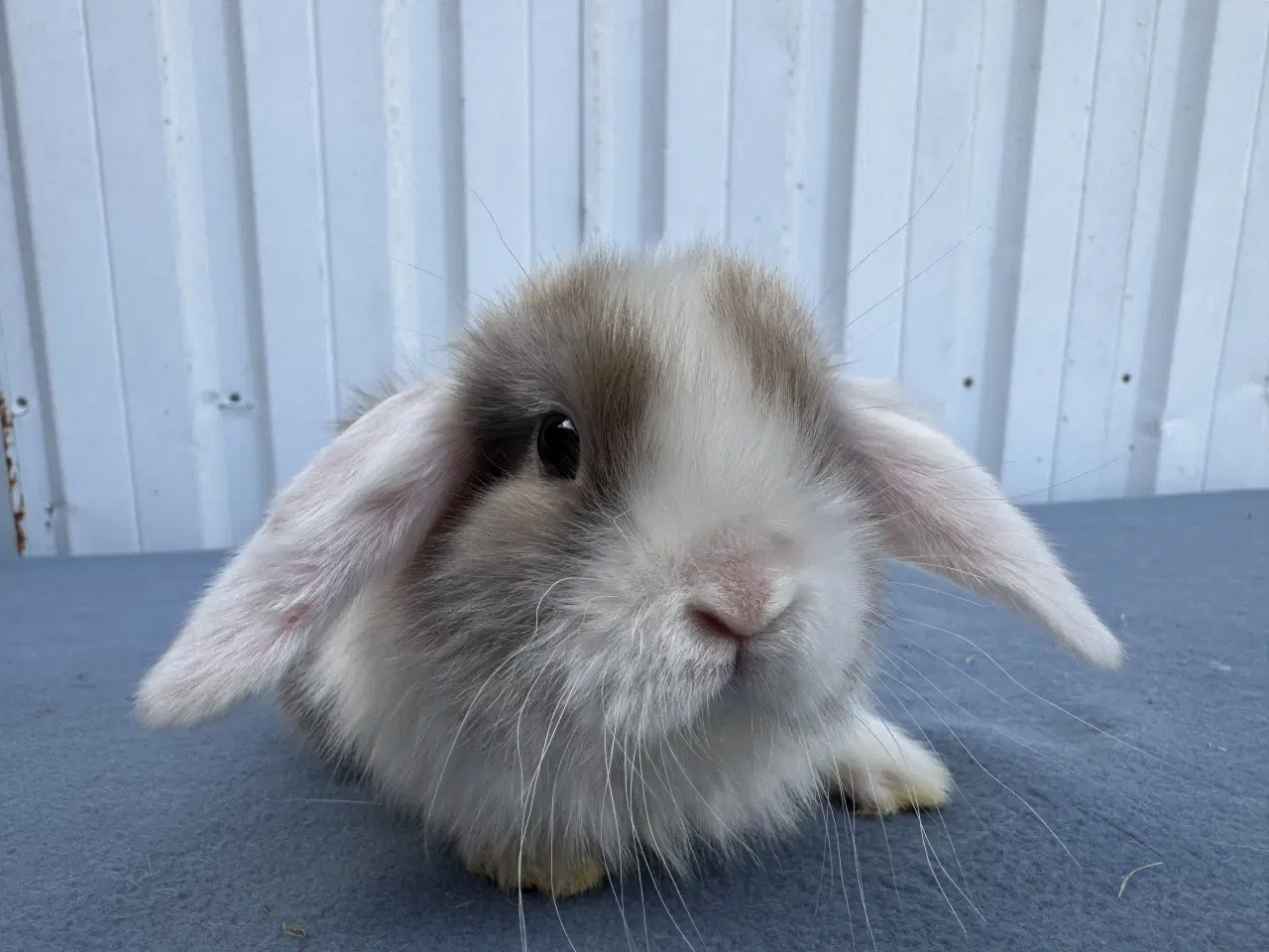 Billede 3 - Dværgvædder hunkanin
