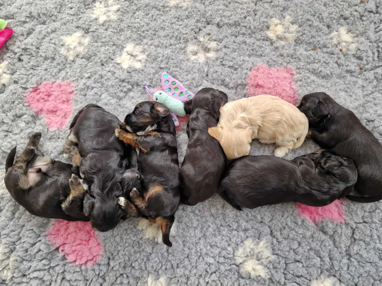 Billede 8 - Smukke Bichon Havanais hvalpe