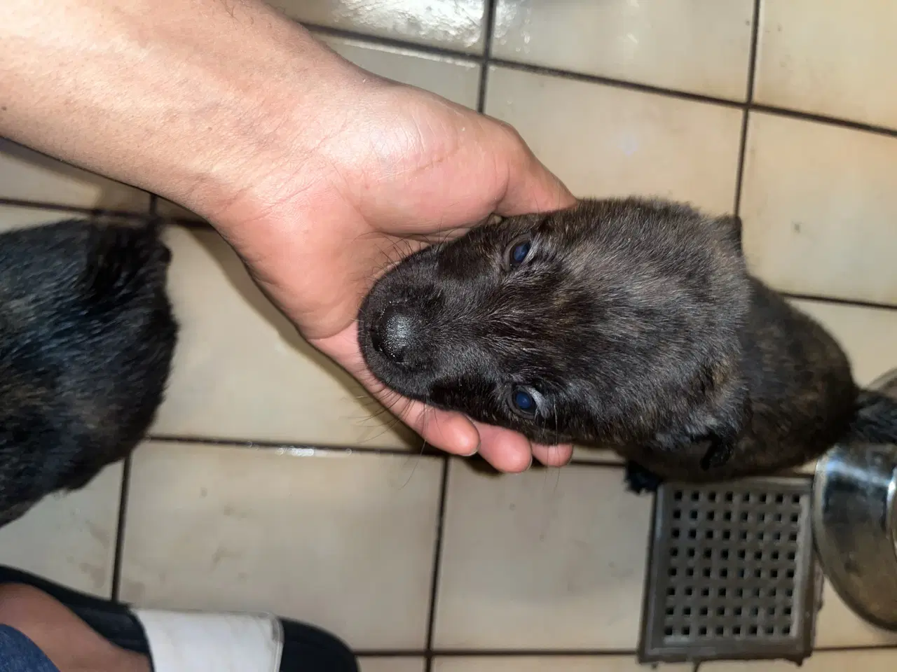 Billede 7 - Race: blanding malinois x staffordshire x Akita 