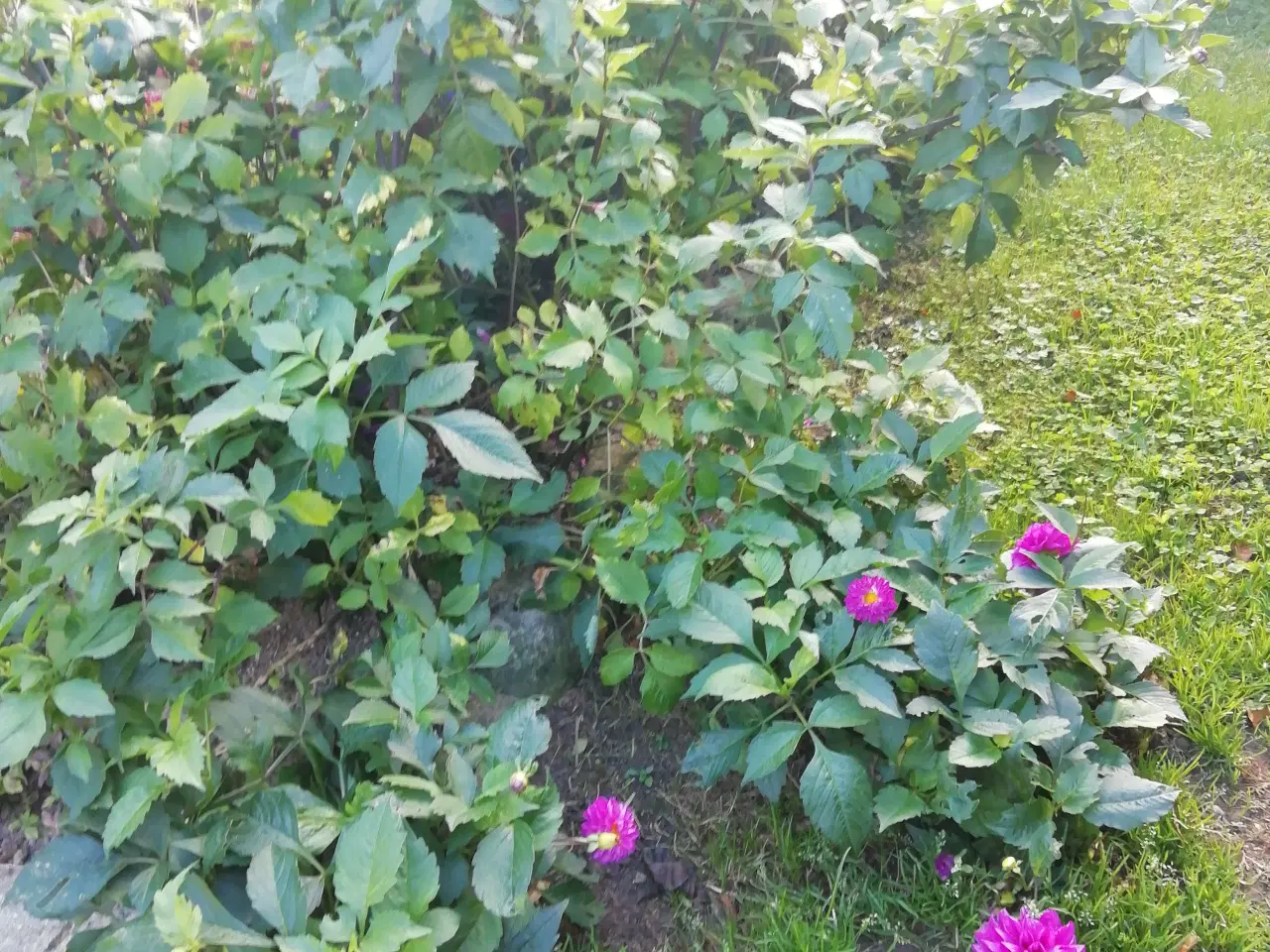 Billede 1 - Georgine Dahlia i blok med mange knolde.