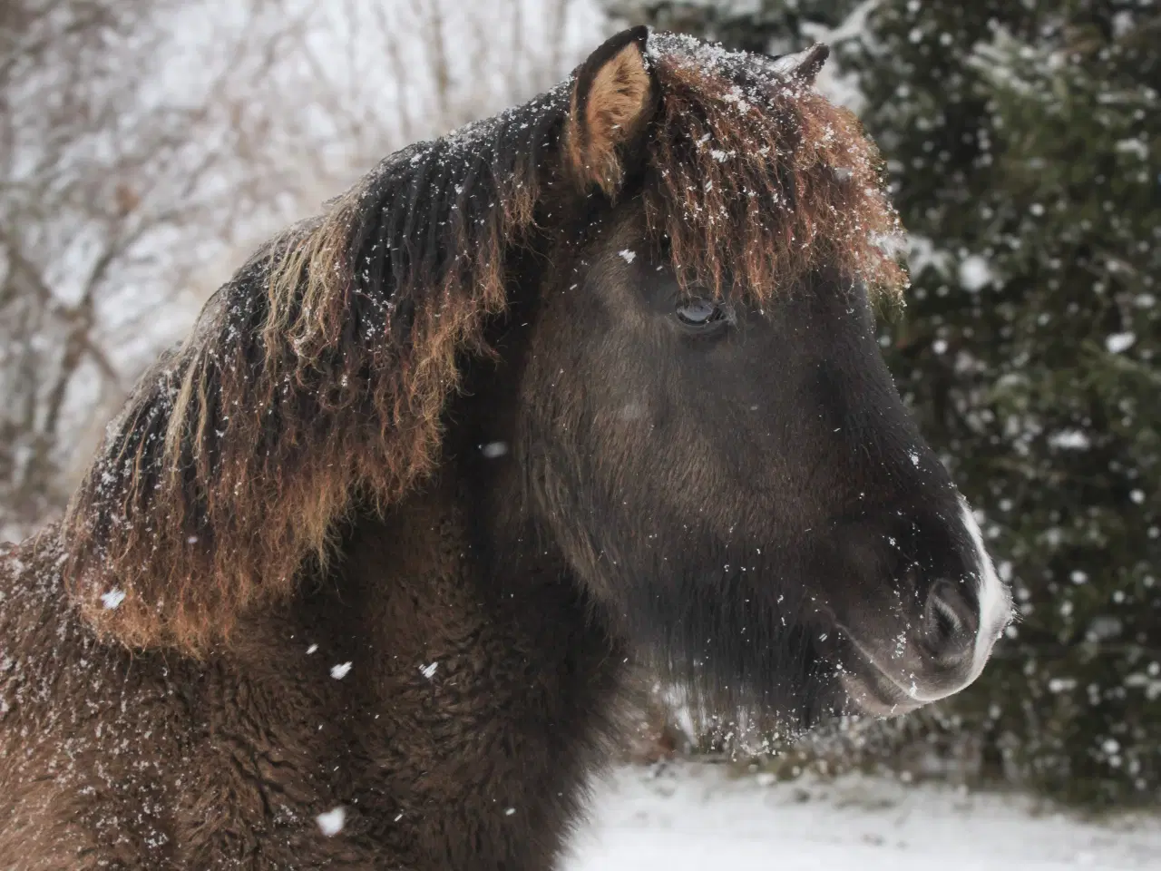 Billede 1 - Skønneste islænder hoppeføl!