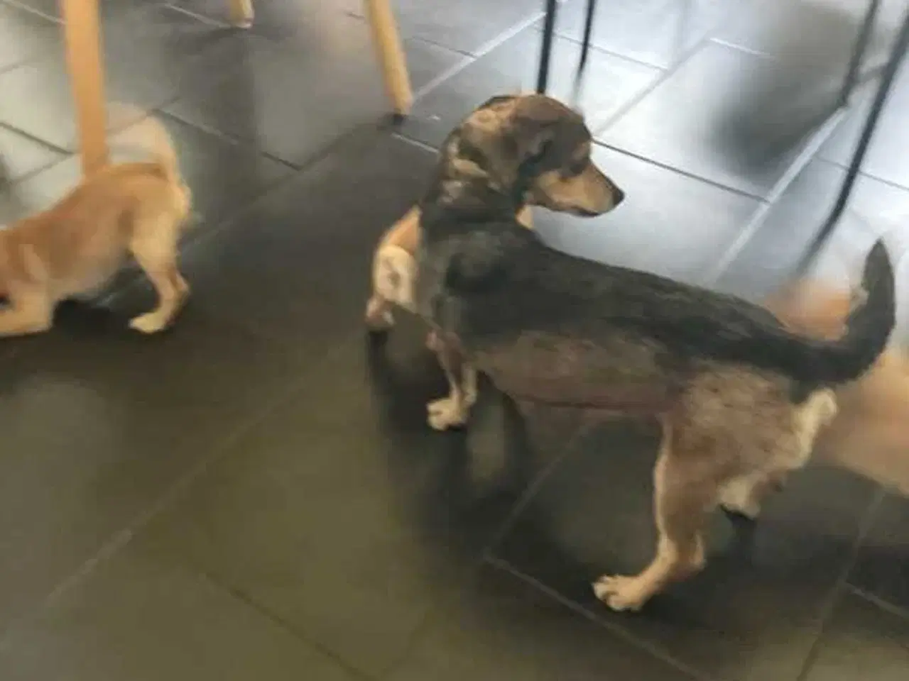 Billede 3 - Dværgpinscher/ dansk svensk gårdhund bla