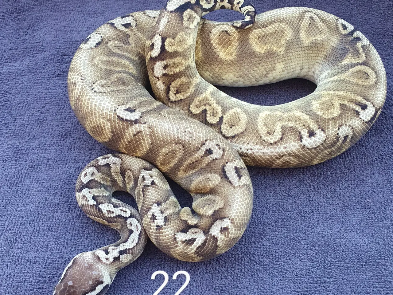 Billede 5 - Pied kongepythons osv.