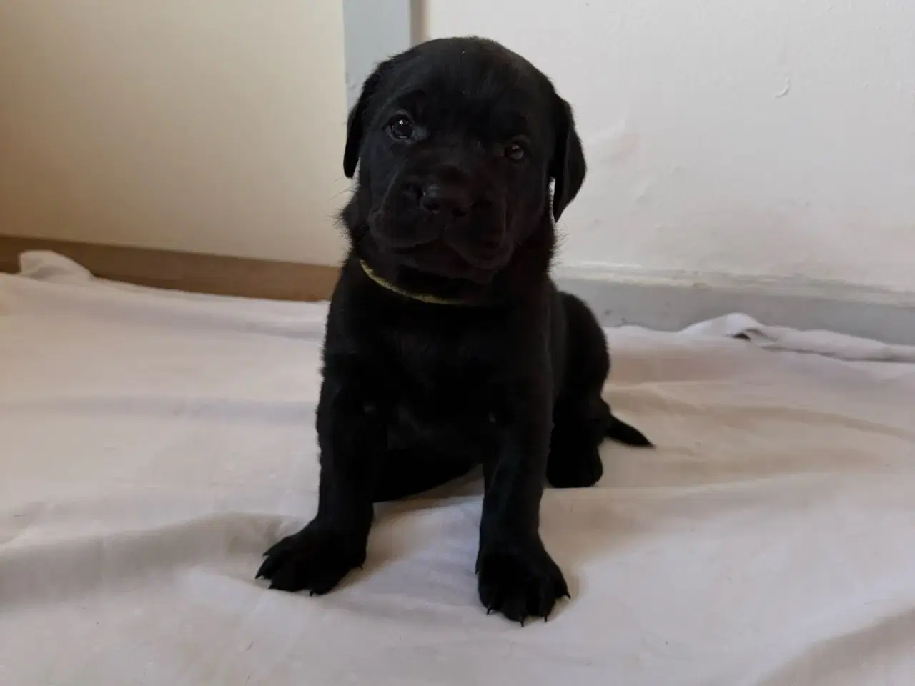 Billede 3 - Dejlige hvalpe.1 dreng tilbage.