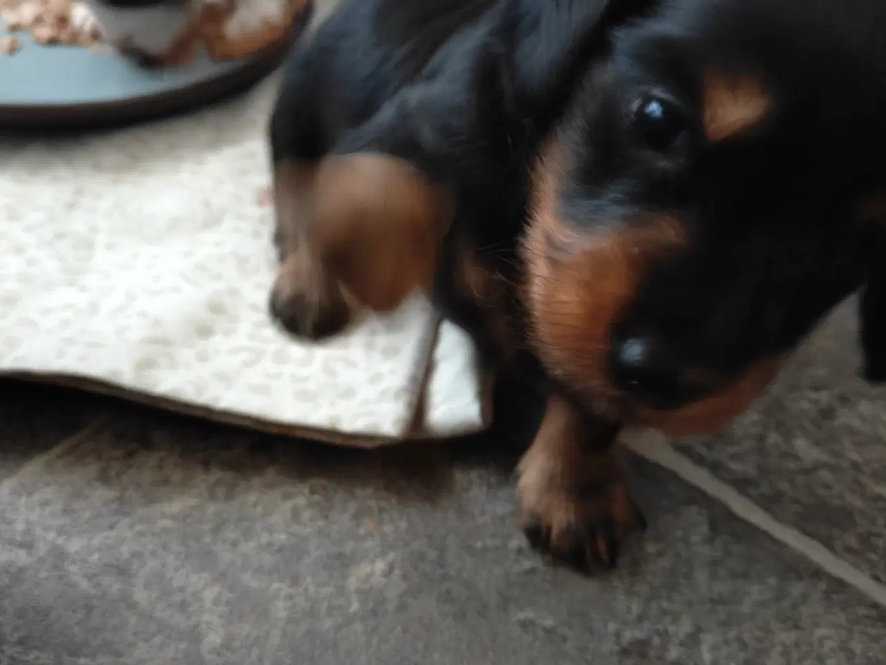 Billede 4 - Langhåret dværg gravhund 