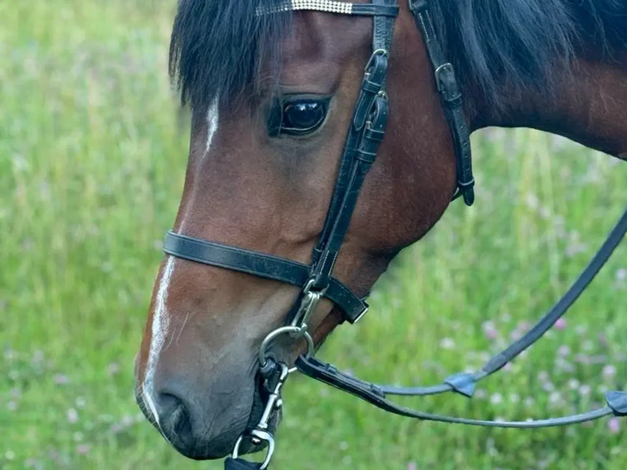 Billede 3 - Welsh Cob - Kvalitetspony med et hjerte af guld