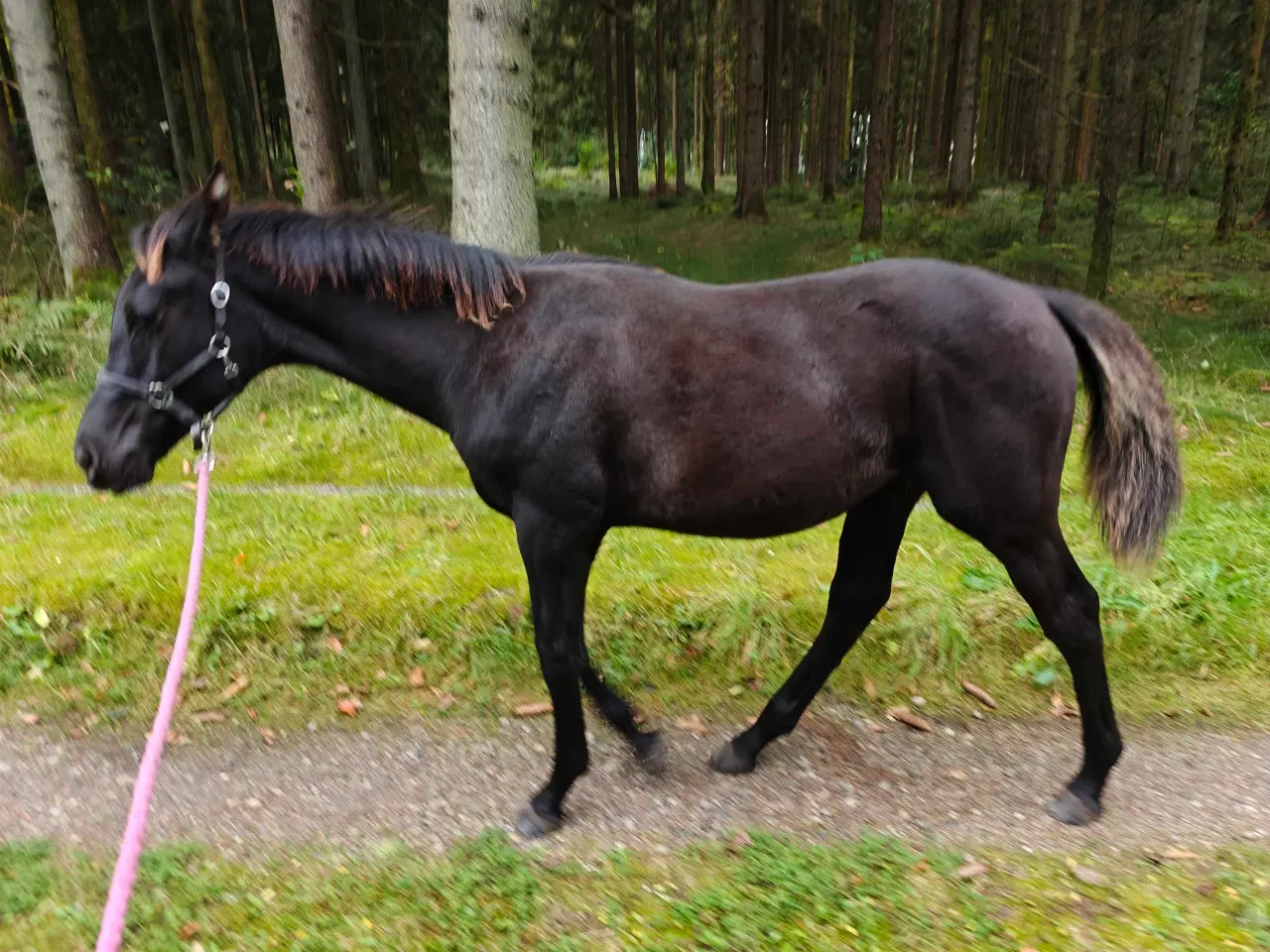 Billede 8 - Føl hingst hest