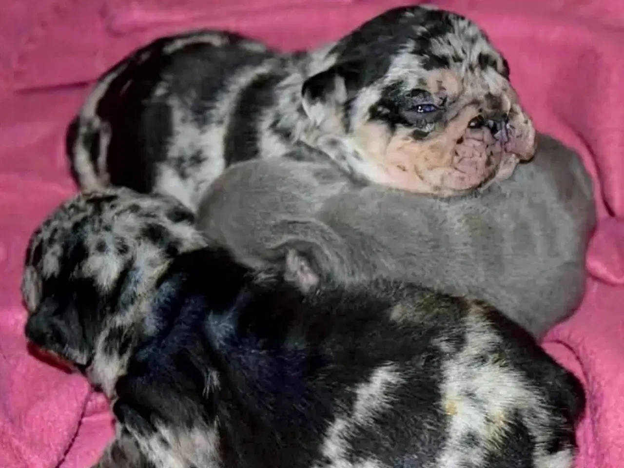 Billede 4 - Fransk bulldog hvalp. NEDSAT!