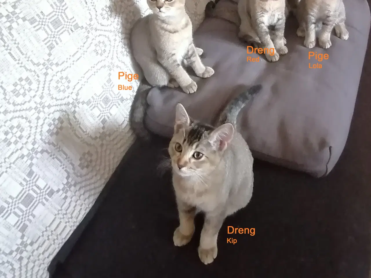 Billede 1 - Killinger British shorthair/Russian Blue