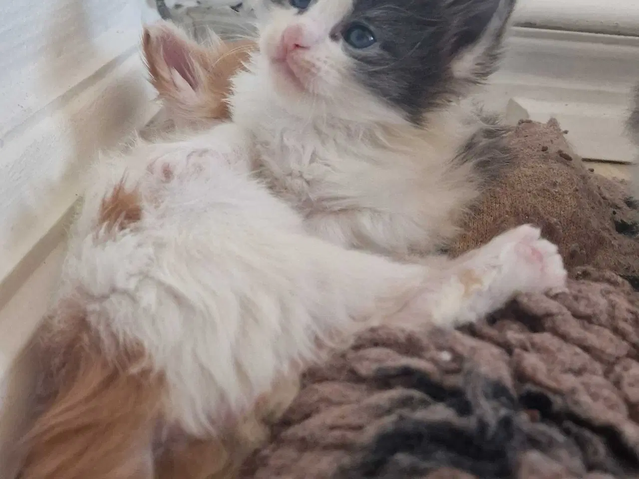 Billede 11 - Mainecoon killinger 