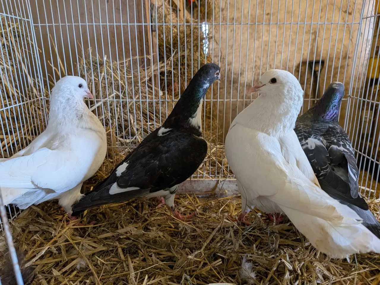 Billede 9 - 10 krydsning duer