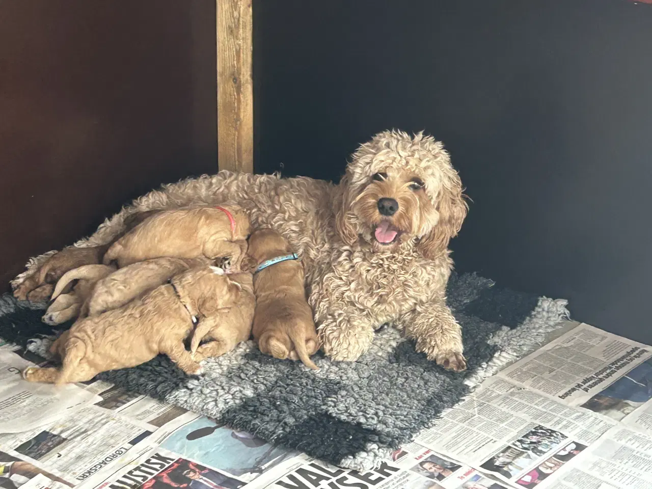 Billede 1 - Doodledoodle