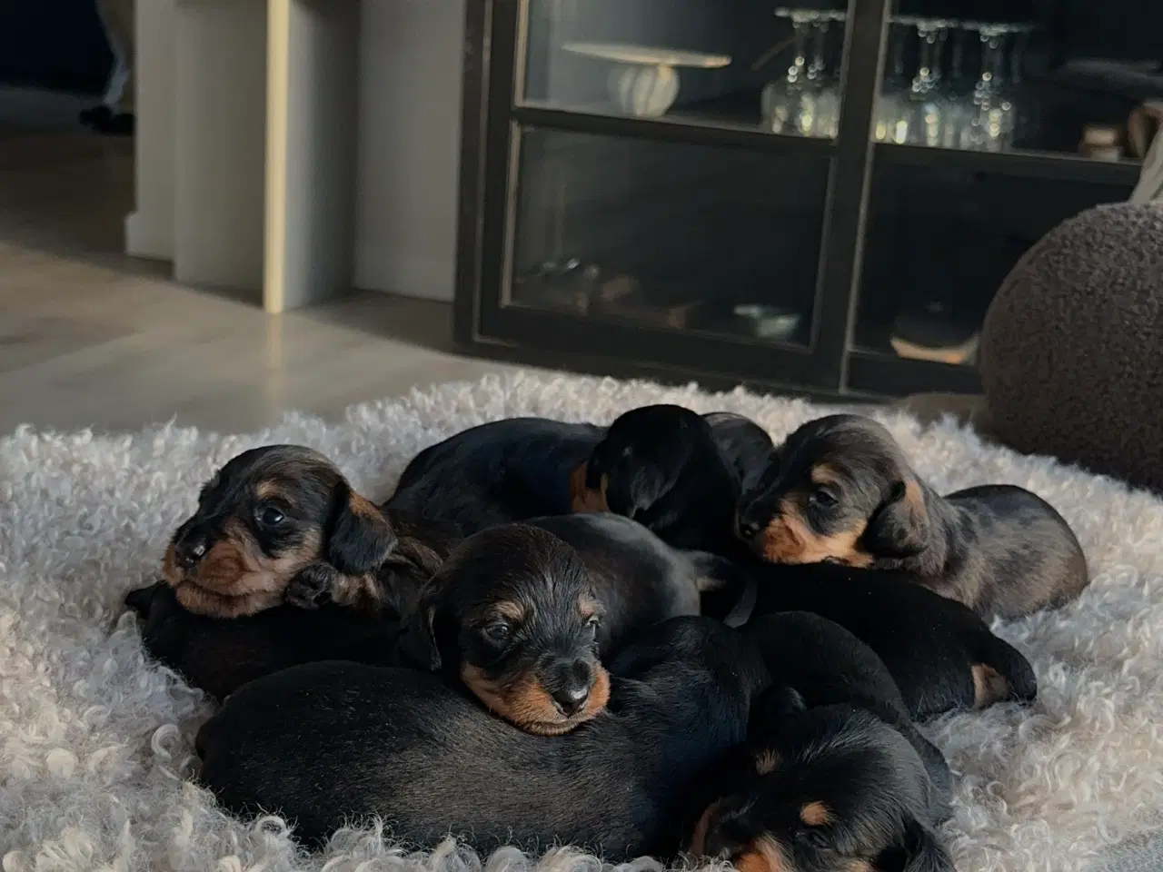 Billede 1 - Ruhåret dværg gravhunde