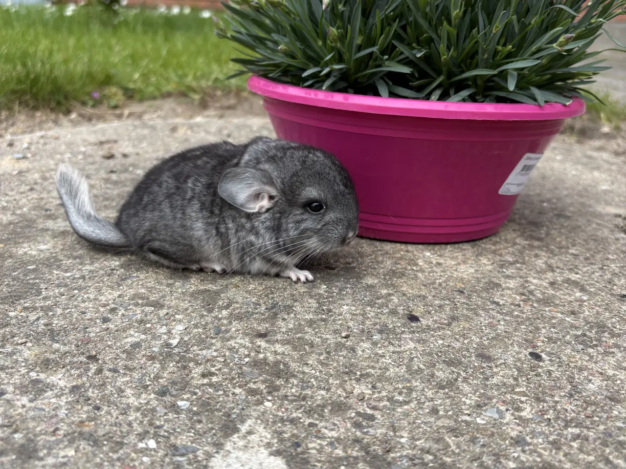 Billede 1 - HAN standard chinchilla 
