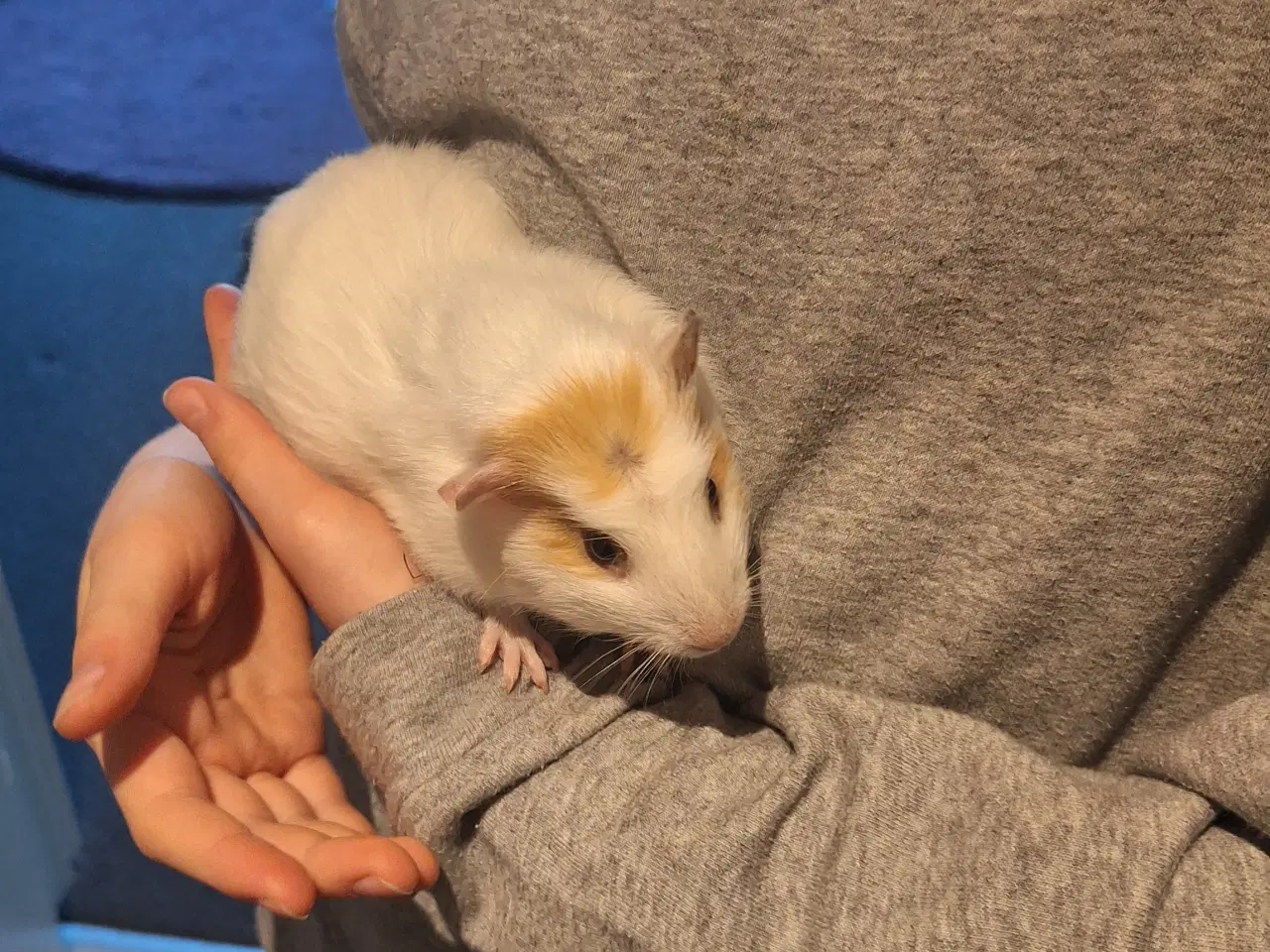 Billede 3 - 2 marsvin sælges