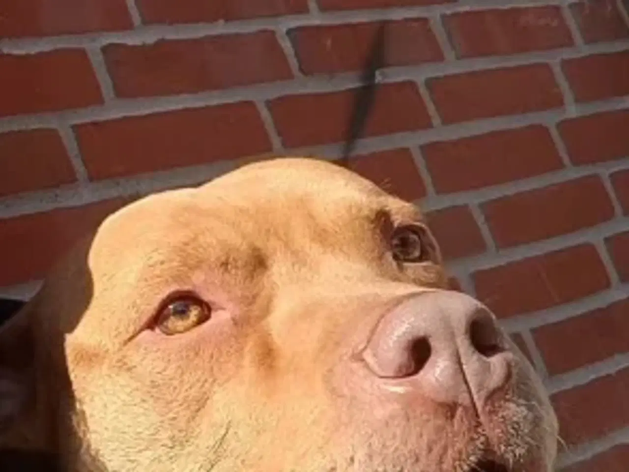 Billede 9 - 5 skønne hvalpe søger nyt, kærligt hjem 🐶 