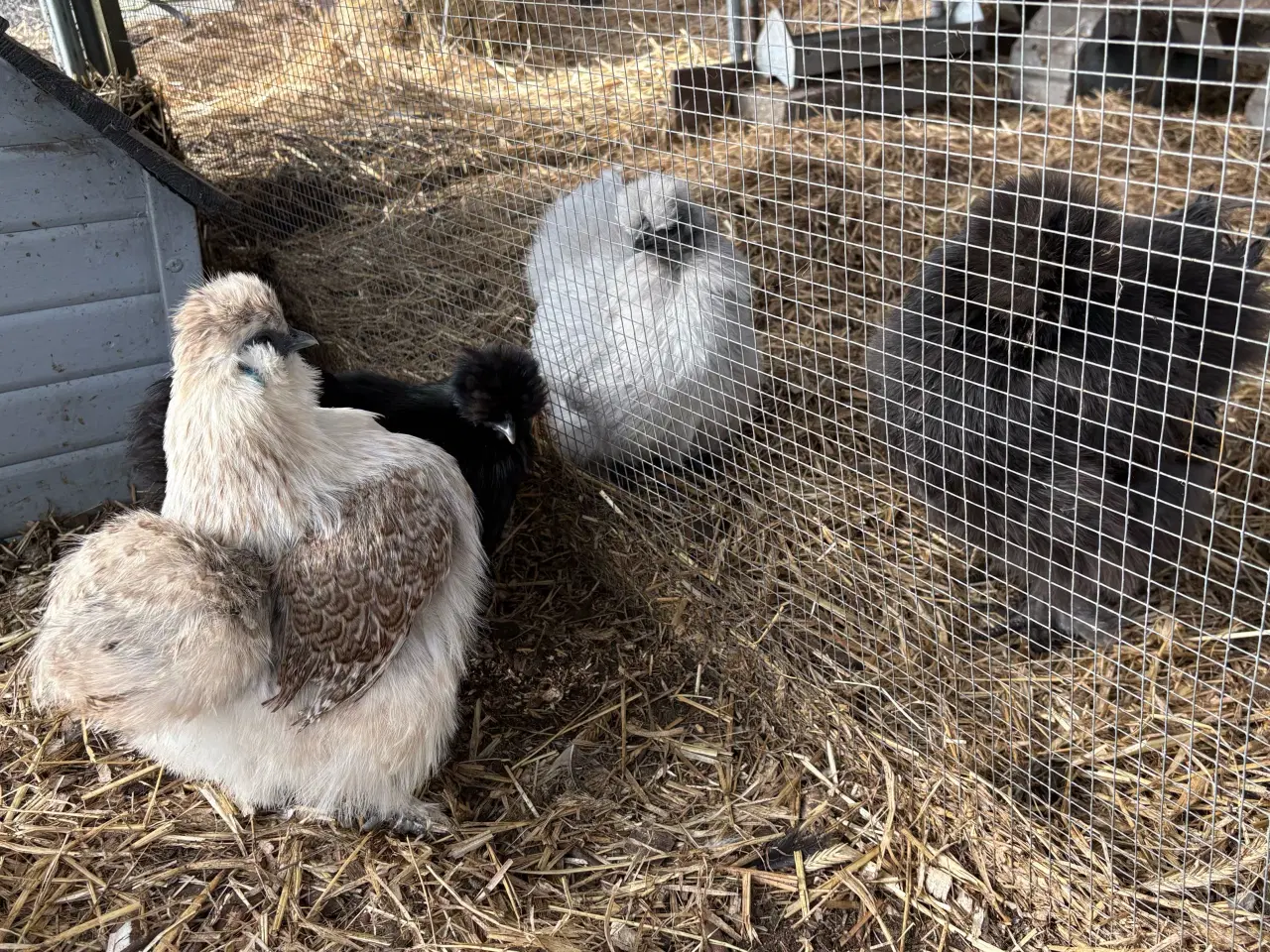 Billede 3 - Daggamle silkie kyllinger - klækker 27 Marts