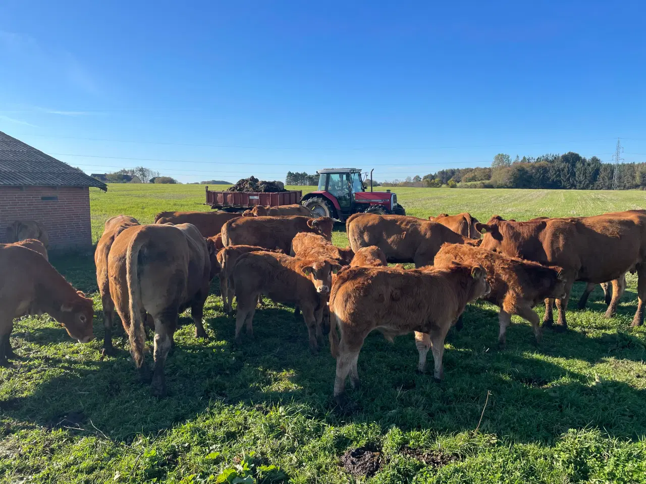 Billede 2 - 10 Limousine tyr- og kviekalve
