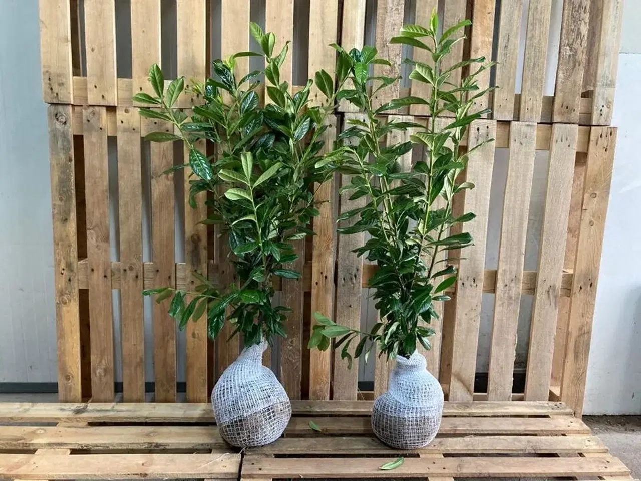 Billede 1 - 80 stk. Cherry laurel Prunus laurocerasus 'Novita' 80-100 cm.