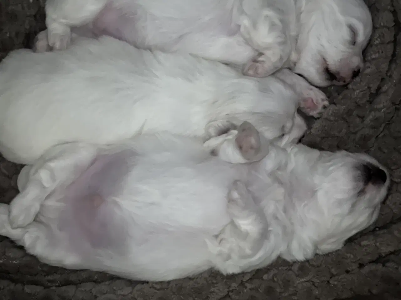 Billede 2 - Malteser/Coton hvalpe 21 dage d 3/3