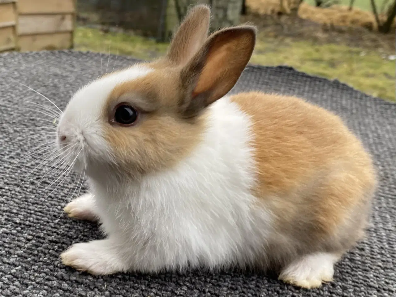 Billede 5 - HOLLÆNDER HUN MADAGASCAR