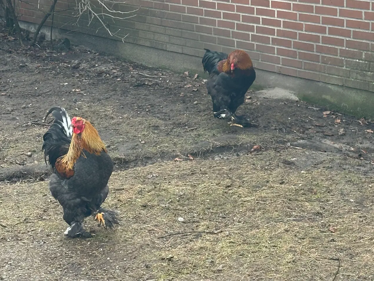 Billede 4 - Hane sælges 