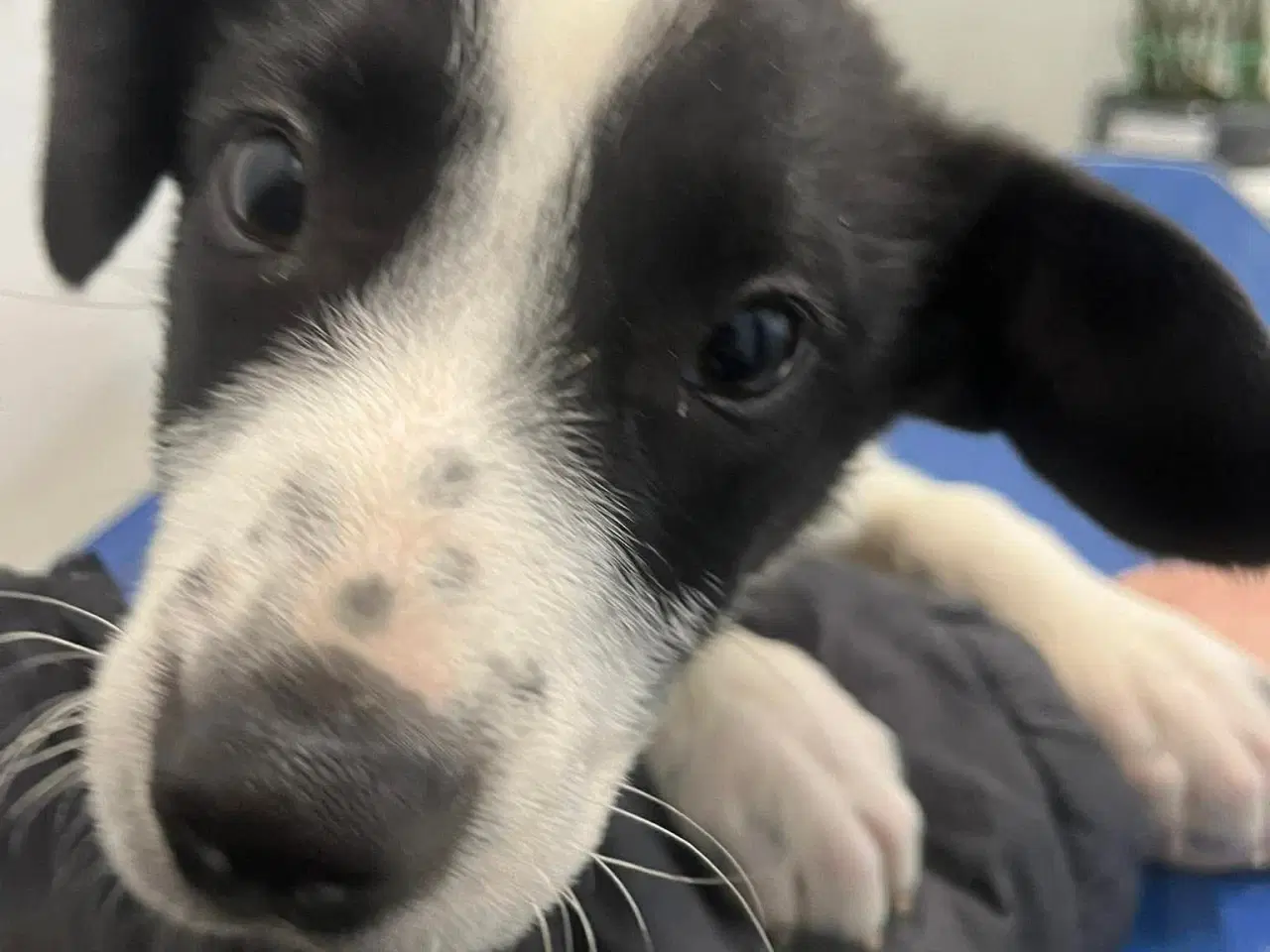 Billede 1 - Finn søger kærlighed 